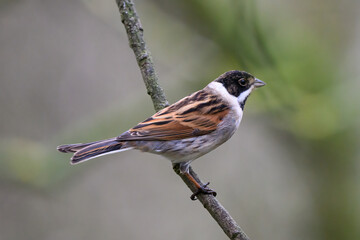 Male Reed Bunting