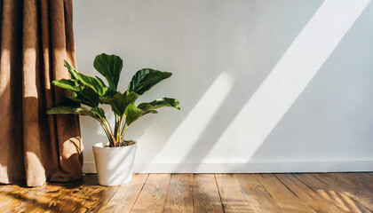 Plant against a white wall mockup. White wall mockup with brown curtain, plant and wood floor. 3D
