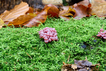 baby mushrooms, the origin of mushrooms