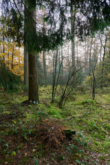 Fototapeta premium almost a magical spot in the woods with backlight and the ground covered with moss