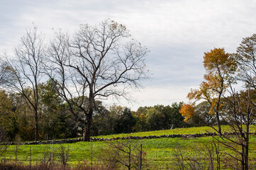 landscape with trees