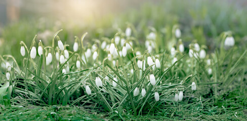View of the spring flowers in the park. New fresh snowdrop blossom  with sunlight. Wildflowers in the nature. - obrazy, fototapety, plakaty