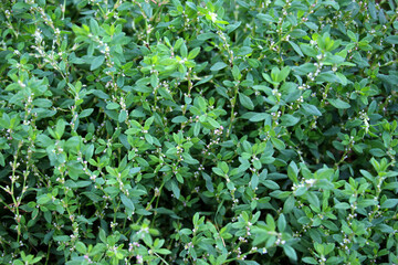The grass Polygonum aviculare grows in nature