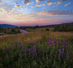 Twilight June Carpathian mountain countryside meadows. with beautiful wild flowers