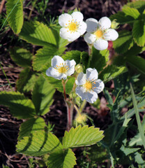 Wild strawberries bloom in nature