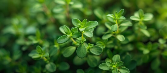 Obraz premium Close up of lush green plant with vibrant leaves and healthy growth in a natural environment