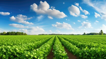Fototapeta na wymiar agriculture soy farm