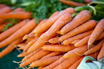 Pile of carrots sitting next to each other on green table. - obrazy, fototapety, plakaty