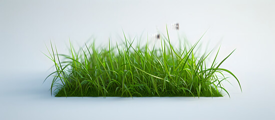 Green fresh lawn grass, isolated in white background