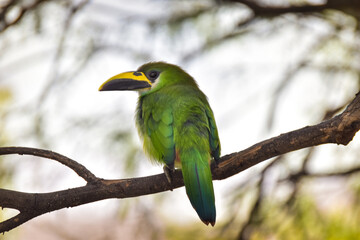 blue and yellow toucan