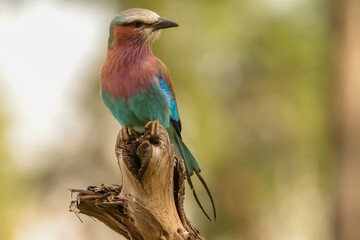 lilac breasted roller in front of a blurry background