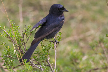 square tailed drongo bird in Maasai Mara NP