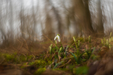 Abstract photography of nature. Photo with an old manual lens with the lens rotated. Spring flower...
