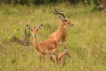 Naklejka na ściany i meble impala antelope family in Maasai Mara NP
