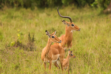 Naklejka na ściany i meble impala antelope family in Maasai Mara NP