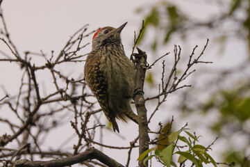 nubian woodpecker in Maasai Mara NP