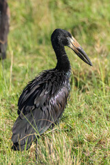 black stork in Maasai Mara NP