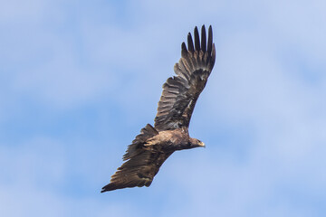 flying tawny eagle in Maasai Mara NP