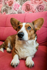 Dog. Welsh Corgi Pembroke. A cute, purebred dog lies on the couch. Pets