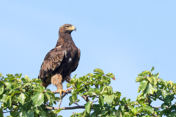 tawny eagle sits on the top of a tree in Maasai Mara NP