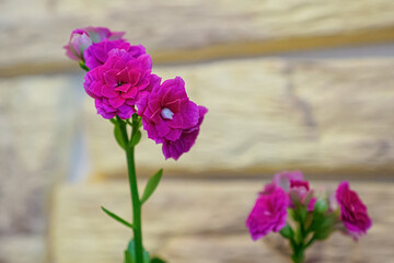 Flower. Kalanchoe. A house plant. Gardening. A greeting card