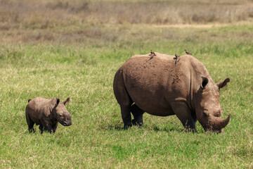 white rhino calf with its mother in Nairobi NP