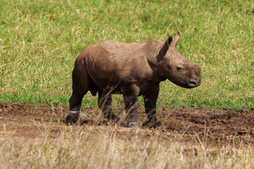 Fototapeta premium white rhino calf in Nairobi NP