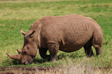 a white rhino in the nationalpark of Nairobi