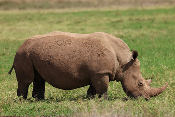 Naklejka na ściany i meble a white rhino in the nationalpark of Nairobi