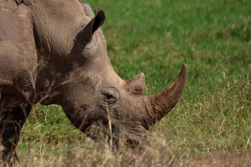 potrait picture of a white rhino in the grasslands of Kenya © Marcel