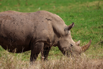 a white rhino in the nationalpark of Nairobi