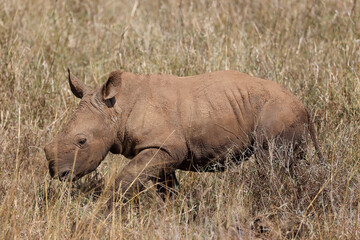 Fototapeta premium white rhino calf in the grasslands of Kenya