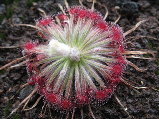 Zbliżenie na czerwone rozety drosera aff. lanata © Kumulugma