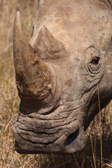 Fototapeta premium potrait picture of a white rhino in the grasslands of Kenya