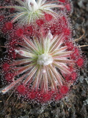 Zbliżenie na czerwone rozety drosera aff. lanata © Kumulugma