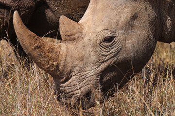 Obraz premium potrait picture of a white rhino in the grasslands of Kenya
