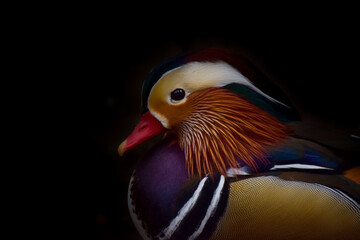 mandarin duck