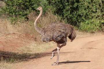 female ostrich on a dust road in Nairobi NP