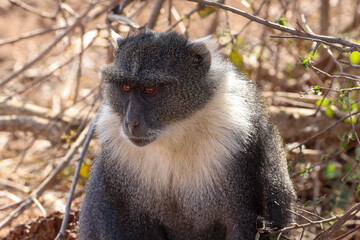 a skyes monkey in Nairobi NP