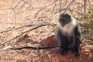 a skyes monkey in Nairobi NP