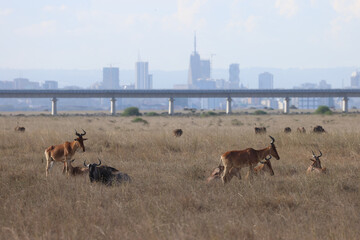 wildlife animals of Nairobi NP in front of the skyline of Nairobi city