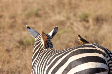 a zebra with an oxpecker on its back