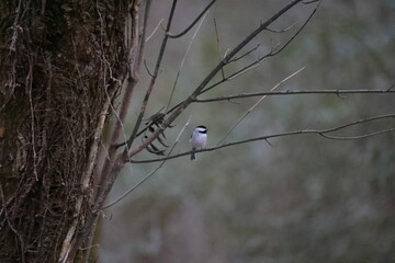 Chickadee on branch 