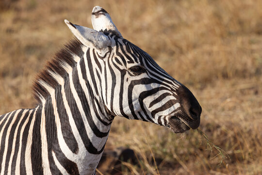 portrait picture of a zebra in Nairobi NP