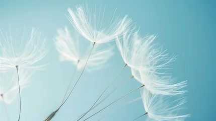  Generative AI : dandelion plant with seeds isolated on blue © The Little Hut