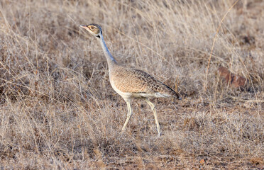 white bellied bustard in the grasslands of Nairobi NP