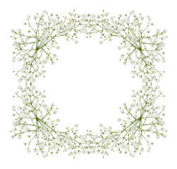 Gypsophila flowers in a square floral frame isolated on white or transparent background