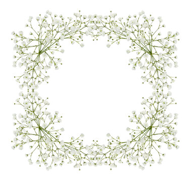 Gypsophila flowers in a square floral frame isolated on white or transparent background