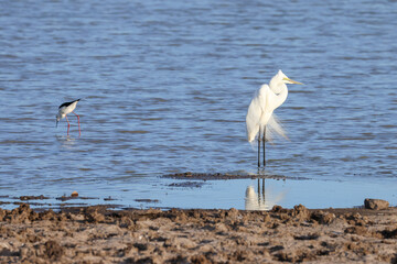 wildlife animals of Nairobi NP in front of the skyline of Nairobi city