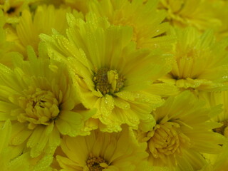 Zbliżenie na kwiat żółtej chryzantemy